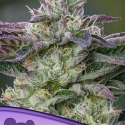 The Sin Feminised Cannabis Seeds - Anesia Seeds The Sin Feminised Cannabis Seeds - Anesia Seeds