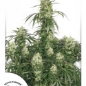 The Ultimate Feminised Cannabis Seeds | Dutch Passion