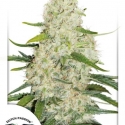 Think Big Auto Feminised Cannabis Seeds | Dutch Passion Think Big Auto Feminised Cannabis Seeds | Dutch Passion