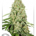 Think Fast Feminised Cannabis Seeds | Dutch Passion 