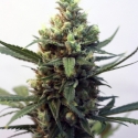 Toxic Feminised Cannabis Seeds Toxic Feminised Cannabis Seeds