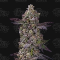 Auto Tre Lime Sorbetto Feminised Cannabis Seeds - Terp Treez Auto Tre Lime Sorbetto Feminised Cannabis Seeds - Terp Treez