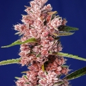 Tropicanna Poison F1 Fast Version Feminised Cannabis Seeds | Sweet Seeds.