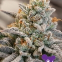 Vanilla Frosting Feminised Cannabis Seeds - Anesia Seeds