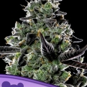 Violet Face Auto Feminised Cannabis Seeds - Anesia Seeds