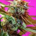 Wild Rose Feminised Cannabis Seeds | Sweet Seeds Wild Rose Feminised Cannabis Seeds | Sweet Seeds