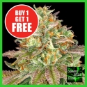 Wedding Cake Feminised Cannabis Seeds - Cannabis Seeds Store Wedding Cake Feminised Cannabis Seeds - Cannabis Seeds Store