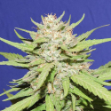 Wedding Cake Feminised Cannabis Seeds | Original Sensible Seed Company Wedding Cake Feminised Cannabis Seeds | Original Sensible Seed Company