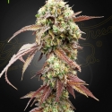 West Coast OG X Gelato 41 Auto Feminised Cannabis Seeds | Green House Seeds.