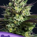 Wham Boom Feminised Cannabis Seeds - Anesia Seeds Wham Boom Feminised Cannabis Seeds - Anesia Seeds