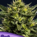 Wham Boom Auto Feminised Cannabis Seeds - Anesia Seeds Wham Boom Auto Feminised Cannabis Seeds - Anesia Seeds