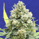 White Critical Feminised Cannabis Seeds | Original Sensible Seed Company White Critical Feminised Cannabis Seeds | Original Sensible Seed Company
