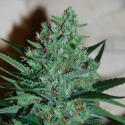 White Lavender Feminised Cannabis Seeds White Lavender Feminised Cannabis Seeds