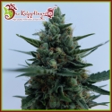White Rush Auto Feminised Cannabis Seeds | Dr Krippling 
