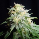 White Widow Automatic Feminised Cannabis Seeds | Spliff Seeds White Widow Automatic Feminised Cannabis Seeds | Spliff Seeds