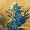 White Widow Feminised Cannabis Seeds