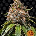 White Widow XXL Feminised Cannabis Seeds | Barney's Farm