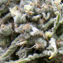 White Widow CBD Auto Feminised Cannabis Seeds | Pyramid Seeds White Widow CBD Auto Feminised Cannabis Seeds | Pyramid Seeds