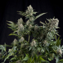 White Widow CBD Feminised Cannabis Seeds | Pyramid Seeds White Widow CBD Feminised Cannabis Seeds | Pyramid Seeds