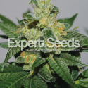 White Gold Feminised Cannabis Seeds | Expert Seeds White Gold Feminised Cannabis Seeds | Expert Seeds