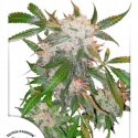 White Widow Regular Cannabis Seeds | Dutch Passion White Widow Regular Cannabis Seeds | Dutch Passion