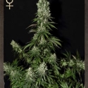 White Strawberry Skunk Feminised Cannabis Seeds | Strain Hunters White Strawberry Skunk Feminised Cannabis Seeds | Strain Hunters