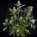 White Widow Feminised Cannabis Seeds | Pyramid Seeds White Widow Feminised Cannabis Seeds | Pyramid Seeds