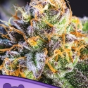 Yubary Feminised Cannabis Seeds - Anesia Seeds Yubary Feminised Cannabis Seeds - Anesia Seeds