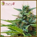 Zesty Zkittlez Auto Feminised Cannabis Seeds | Dr Krippling. Zesty Zkittlez Auto Feminised Cannabis Seeds | Dr Krippling.