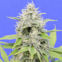 Zkittzy Gorilla Feminised Cannabis Seeds | Original Sensible Seed Company Zkittzy Gorilla Feminised Cannabis Seeds | Original Sensible Seed Company