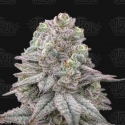 Znapple Fritter Feminised Cannabis Seeds - Terp Treez