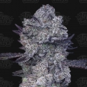 Zoap 39 Feminised Cannabis Seeds - Terp Treez Zoap 39 Feminised Cannabis Seeds - Terp Treez