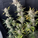Ztrawberriez Auto Feminised Cannabis Seeds | Fast Buds