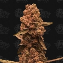 Ztrawberry Fizz Feminised Cannabis Seeds - Terp Treez