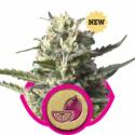 Lemon Shining Silver Haze Feminised Cannabis Seeds | Royal Queen Seeds.