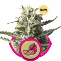 Lemon Shining Silver Haze Feminised Cannabis Seeds | Royal Queen Seeds. Lemon Shining Silver Haze Feminised Cannabis Seeds | Royal Queen Seeds.