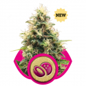 Somango XL Feminised Cannabis Seeds | Royal Queen Seeds Somango XL Feminised Cannabis Seeds | Royal Queen Seeds