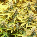 GGG 3 – Gelato Cookie D’oh-Hope Auto Feminised Cannabis Seeds | Dr Krippling