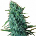 GGG 2 – Gorilla Infested Gelato Auto Feminised Cannabis Seeds | Dr Krippling GGG 2 – Gorilla Infested Gelato Auto Feminised Cannabis Seeds | Dr Krippling