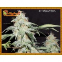 Dr Krippling Pickled Diesel Auto Feminised Cannabis Seeds For Sale