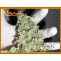 Dr Krippling Buzz Light Gear Feminised Cannabis Seeds For Sale