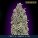 Critical Purple Kush Feminised Cannabis Seeds | Advanced Seeds. Critical Purple Kush Feminised Cannabis Seeds | Advanced Seeds.