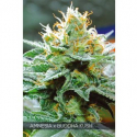 Amnesia x Bubba Kush Feminised Cannabis Seeds | Vision Seeds