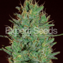 Amnesia Haze Feminised Cannabis Seeds | Royal Queen Seeds
