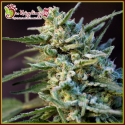 ApeZkit Auto Feminised Cannabis Seeds | Dr Krippling. ApeZkit Auto Feminised Cannabis Seeds | Dr Krippling.