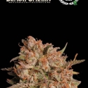 Apollo Black Cherry Auto Feminised Cannabis Seeds | Seed Stockers Apollo Black Cherry Auto Feminised Cannabis Seeds | Seed Stockers