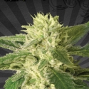 Auto #1 Auto flowering Feminised Cannabis Seeds | Auto Seeds Auto #1 Auto flowering Feminised Cannabis Seeds | Auto Seeds
