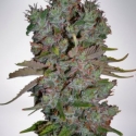 Auto Blueberry Domina Feminised Cannabis Seeds | Ministry of Cannabis Auto Blueberry Domina Feminised Cannabis Seeds | Ministry of Cannabis
