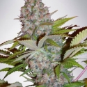 Auto Cream NL (Formerly Auto Cheese NL) Feminised Cannabis Seeds | Ministry of Cannabis