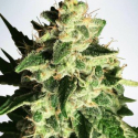 Auto God's Glue Feminised Cannabis Seeds | Ministry of Cannabis